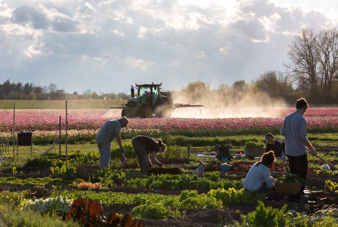 De gemeente Noordwijk treedt handhavend op bij de volkstuintjes.-evelinemeijvogel.nl-noordwijk-eveline meijvogel- nieuws noordwijk